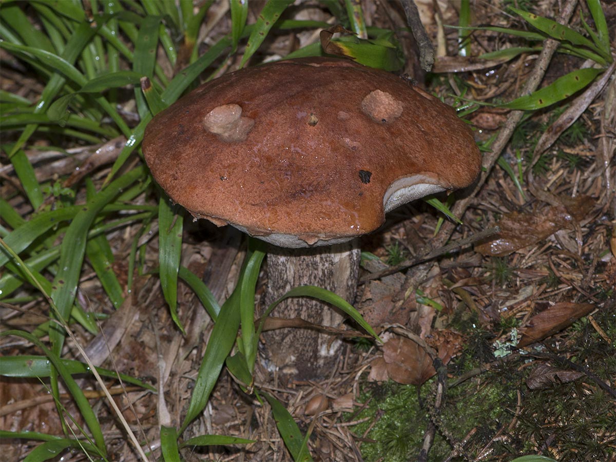 Leccinum rufum